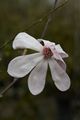 Magnolia kobus Powsin Magnolia japońska